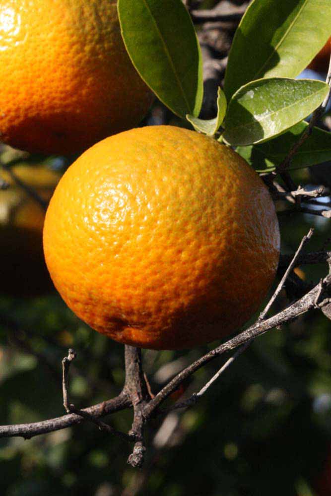               Fruit (Riverside, CA)       